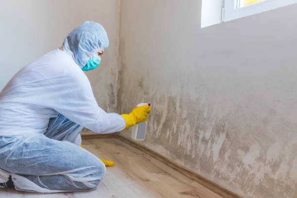 Licensed Mold Testing service in Boca Raton, FL - WQB Mold Removal